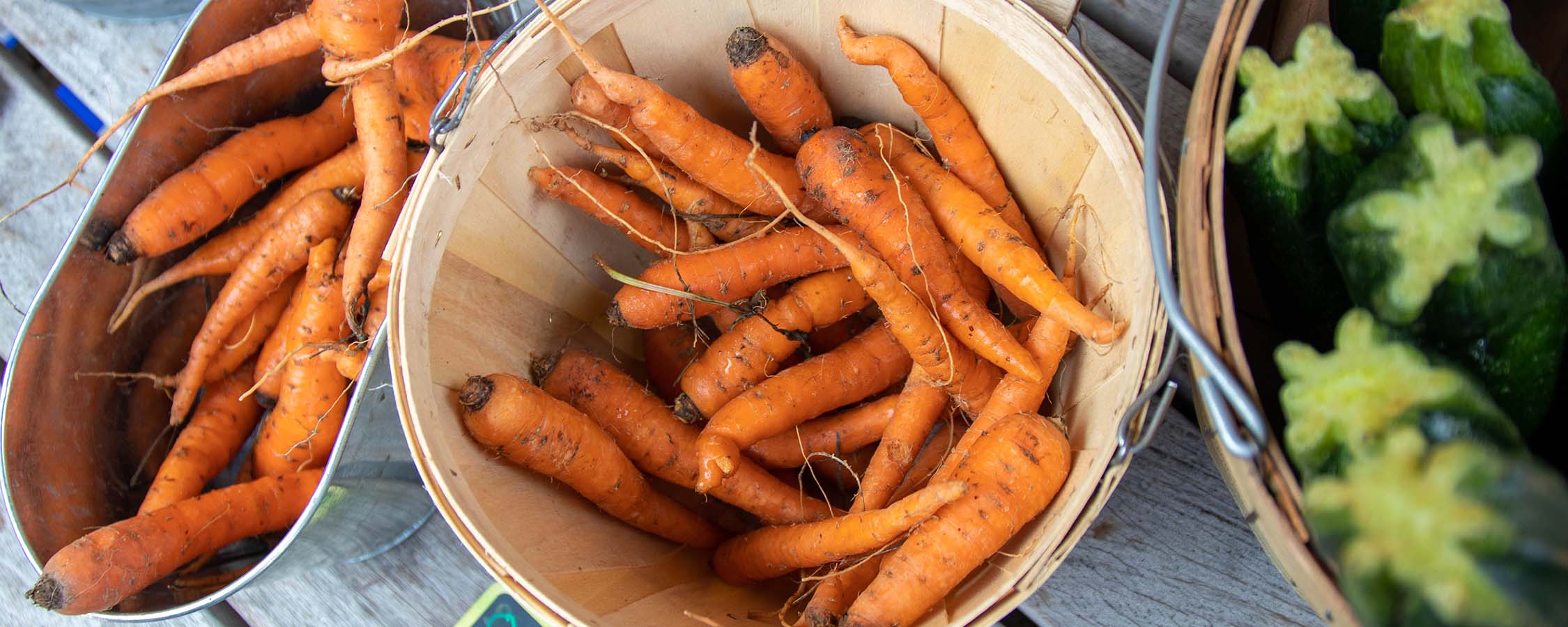 Sustainability - Carrot in buckets