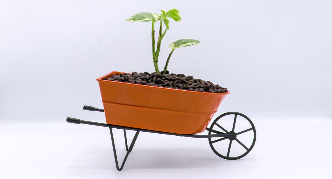 A wheel barrow with coffee beans and 