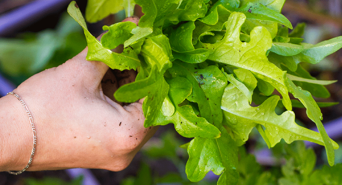 A close-up view of lettuce