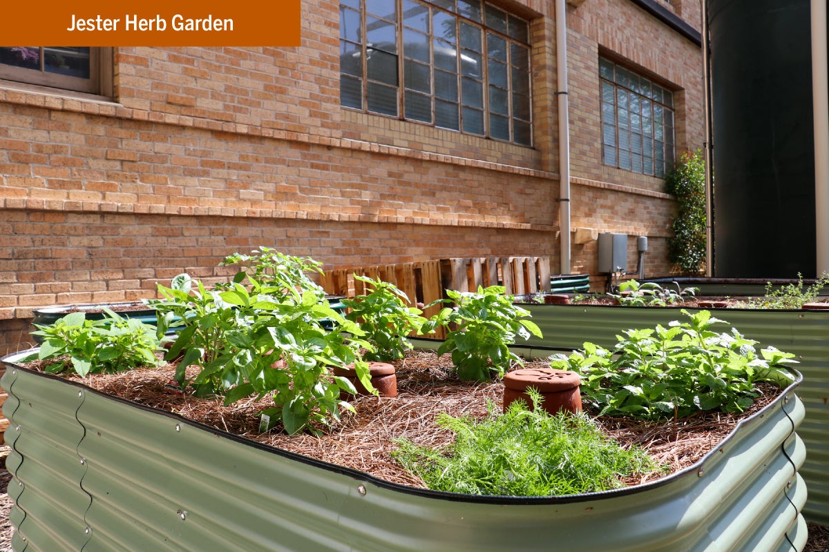 Produce growing at the Jester Herb garden
