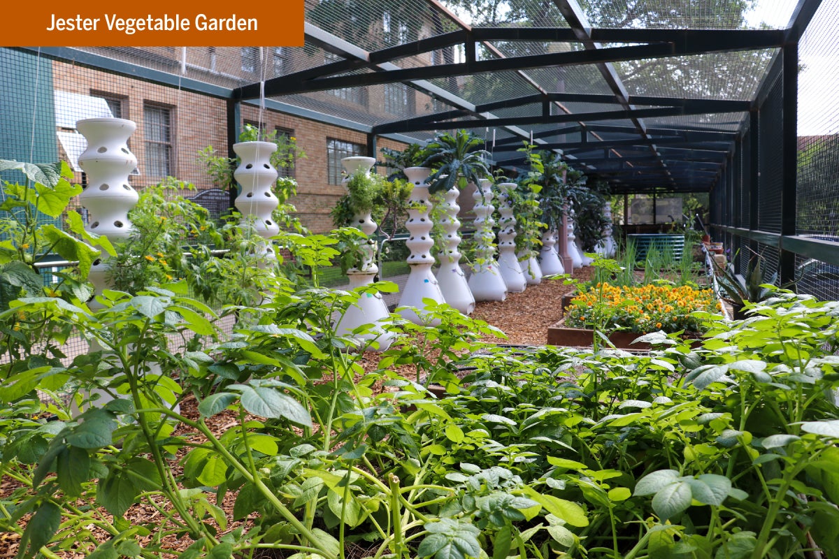 Plants, flowers and hydroponic towers at Jester Vegetable Garden