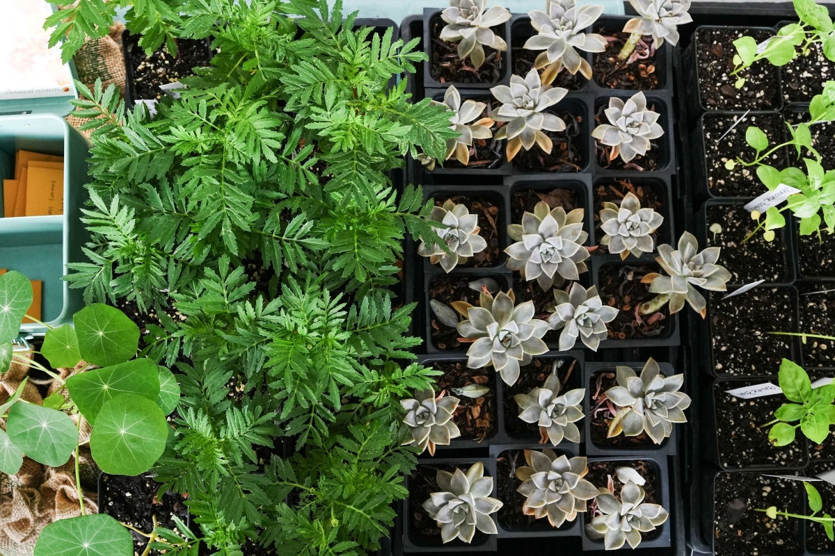 A close up of plants and succulents
