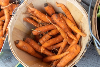 Sustainability - Carrot in buckets