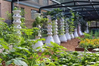 Jester Garden plants, flowers and hydroponic towers.