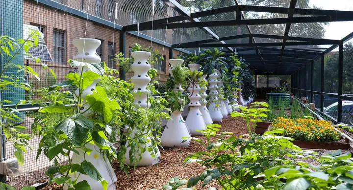Jester Garden plants, flowers and hydroponic towers