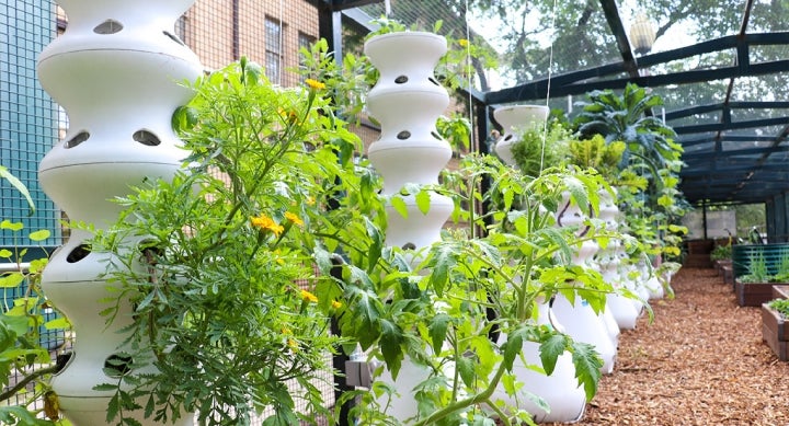 Jester Garden Spotlight The plants, flowers and hydroponic towers in Jester Garden